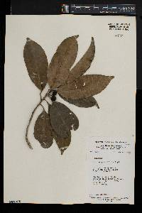 Vepris grandifolia image