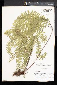 Adiantum aleuticum image