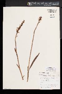 Spiranthes cernua image