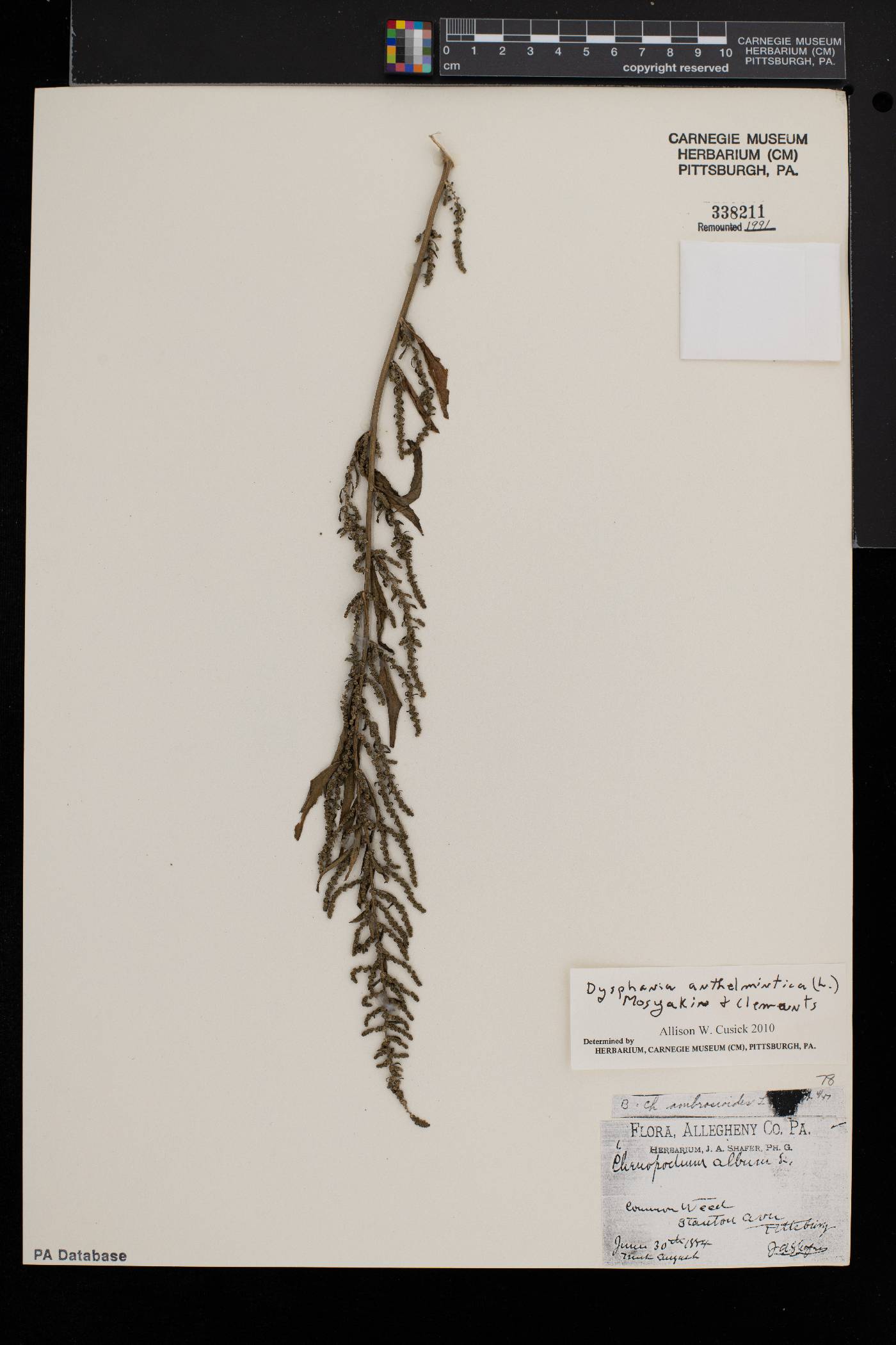 Dysphania anthelmintica image