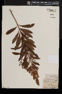 Spiraea alba image