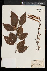 Betula alleghaniensis image