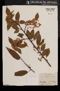 Prunus pensylvanica image