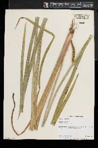 Acorus calamus image