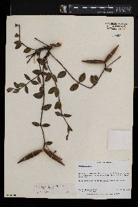 Cryptolepis oblongifolia image