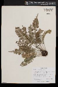 Asplenium rutifolium image