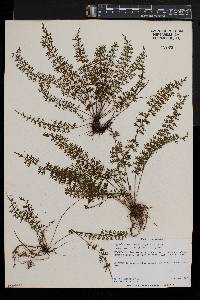 Asplenium dregeanum image