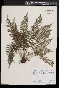 Asplenium rutifolium image