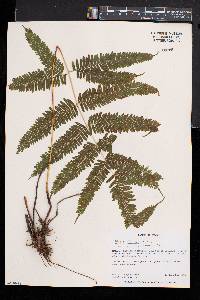 Pteris friesii image