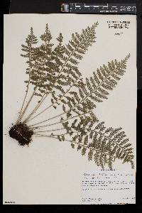 Asplenium rutifolium image