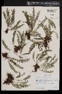 Asplenium sandersonii image