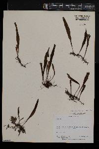 Loxogramme lanceolata image