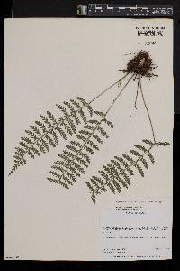 Asplenium rutifolium image