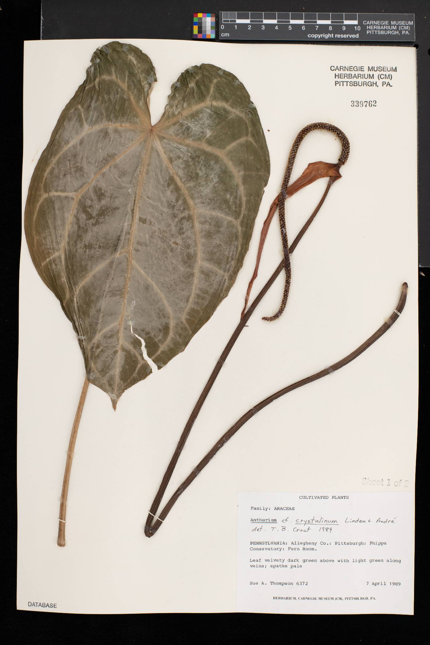 Anthurium crystallinum image