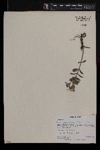 Ocimum filamentosum image