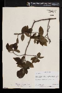 Rutidea fuscescens subsp. fuscescens image