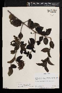 Rutidea fuscescens subsp. fuscescens image