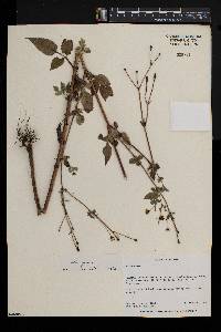 Bidens pilosa image