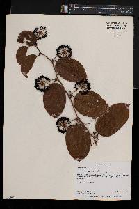 Smilax anceps image