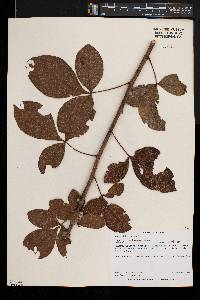 Rhus anchietae image