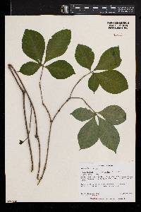 Carvalhoa campanulata image