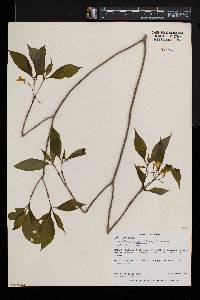 Carvalhoa campanulata image