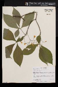 Carvalhoa campanulata image