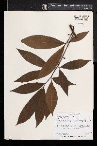 Ochna holstii image