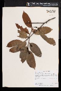 Rawsonia lucida image