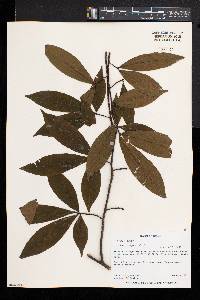 Ochna holstii image