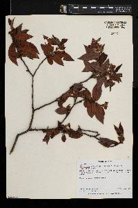 Diospyros whyteana image