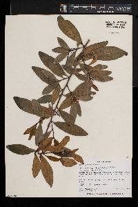 Erythroxylum emarginatum image