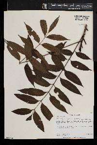 Ekebergia capensis image