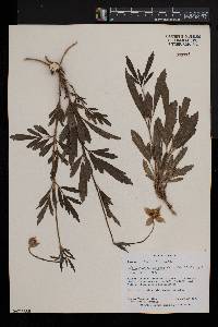 Clematis villosa subsp. villosa image