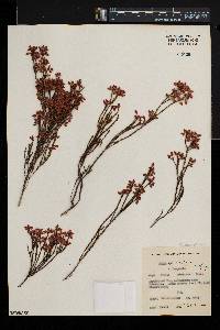 Erica corifolia image