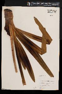 Agapanthus praecox image