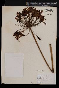 Agapanthus praecox subsp. orientalis image