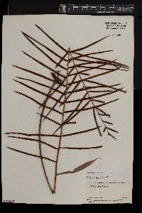 Blechnum binervatum image