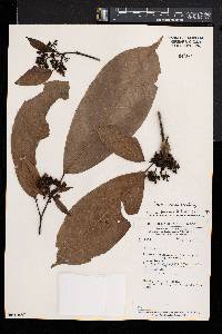 Rinorea oblongifolia image