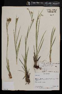 Carex spicato-paniculata image
