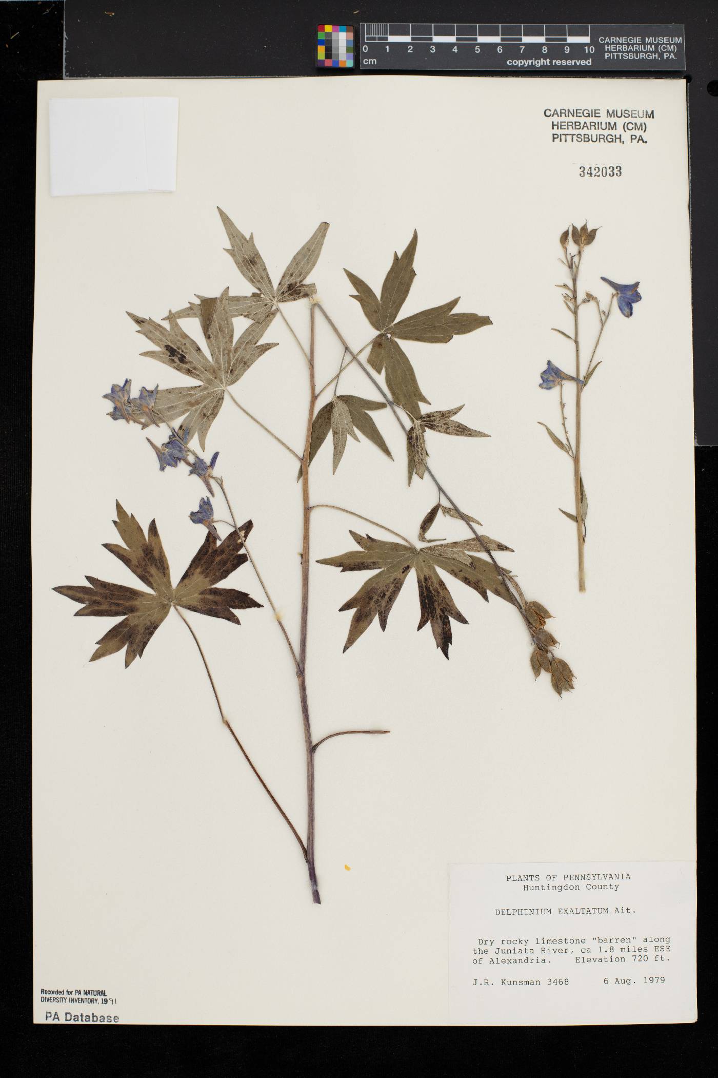 Delphinium exaltatum image