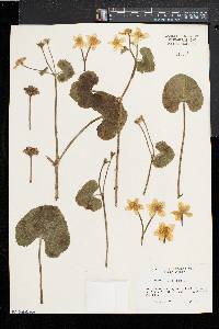 Caltha palustris image