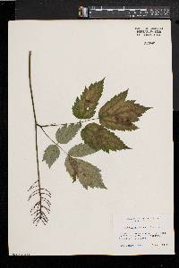 Actaea rubra image