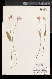 Pogonia ophioglossoides image