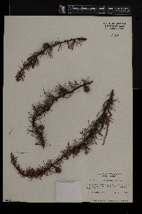 Larix laricina image