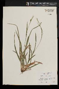 Carex laxiculmis image