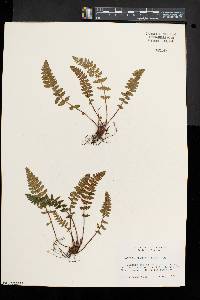 Woodsia ilvensis image