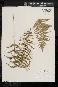 Thelypteris palustris var. pubescens image