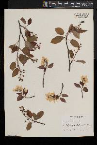 Amelanchier laevis image