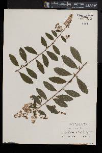 Spiraea latifolia image